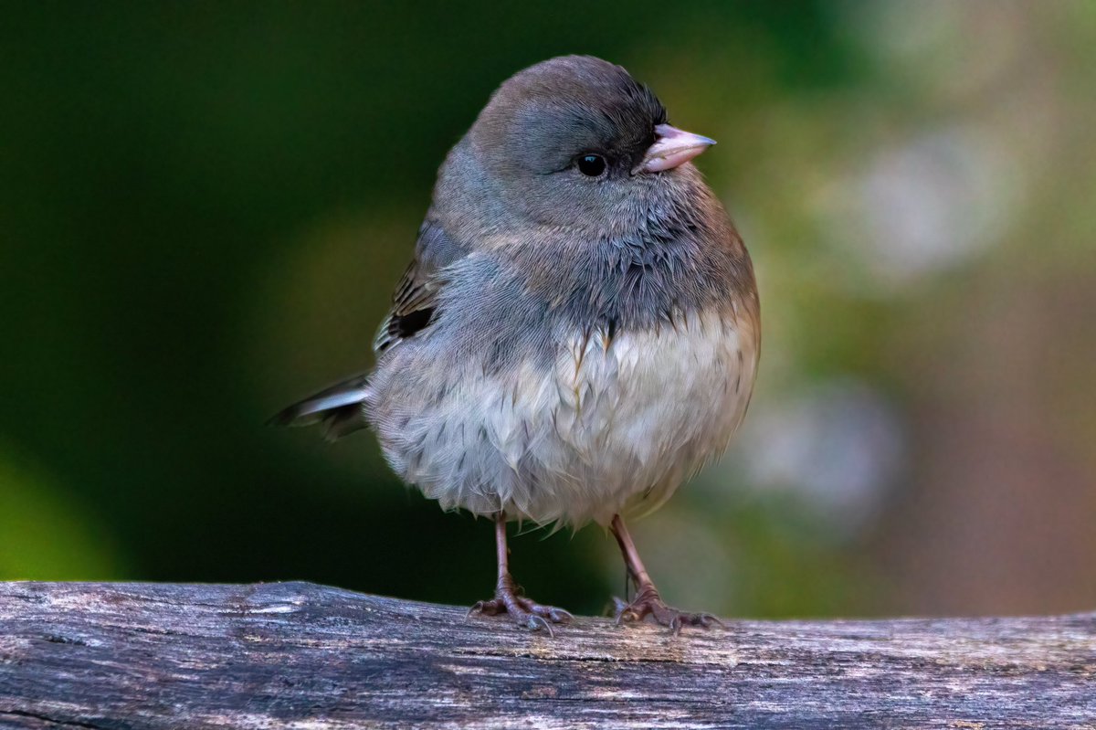 mitoGFP's tweet photo. A puffball junco @CentralPark_NYC . Sunday walk with @BirdingBobNYC #birdcpp #BirdsSeenIn2022 #birdwatching #birding #BirdTwitter #urbanbirding #fallmigration @inaturalist #BirdsofNYC #fallmigrants #junco https://t.co/7WGwWTEtdW