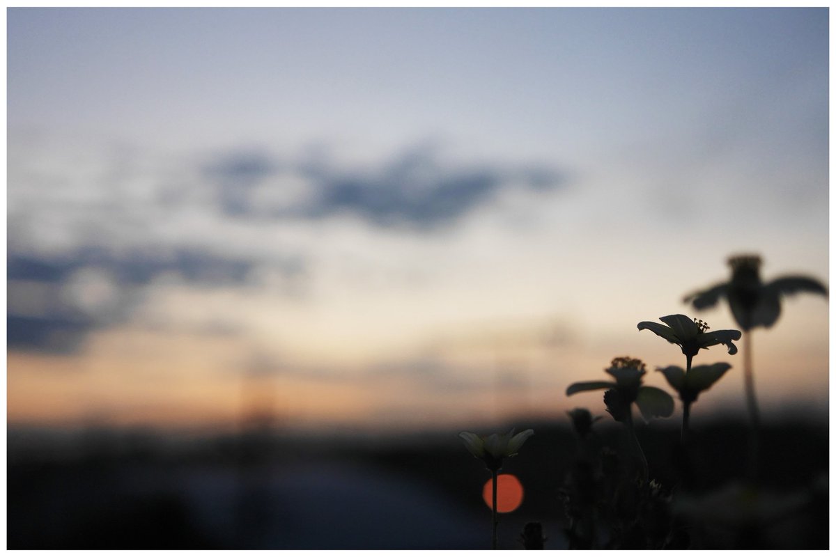 pekomo (@pm_kirua) on Twitter photo 