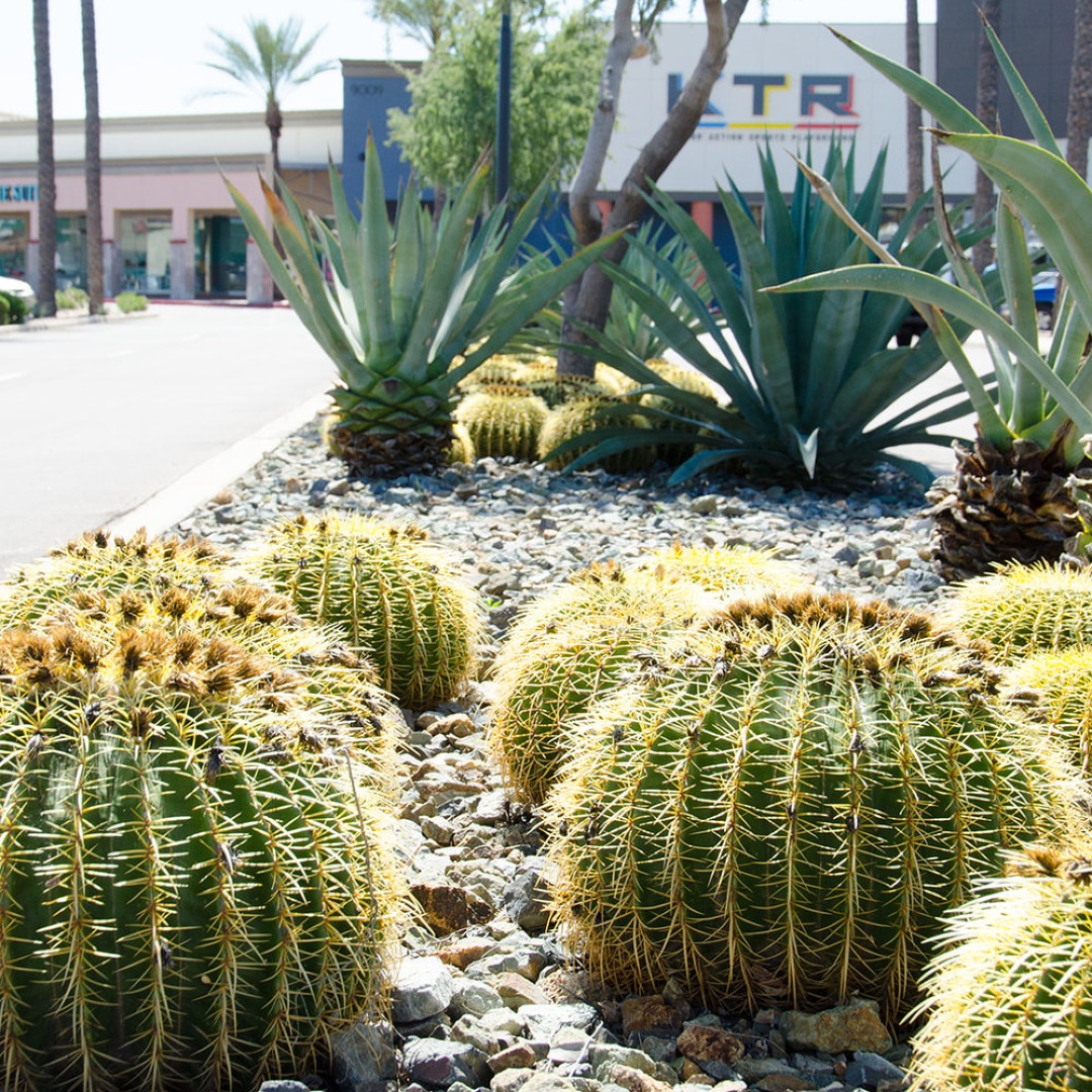 SunStateLM's tweet photo. A simple selection of accent plants and cacti is excellent for adding subtle color and texture to your space. In this instance, we used a combination of Golden Barrel and Agave to give this landscape a modern architectural look. Let us know what you think in the comments! https://t.co/Di8dVcRemC