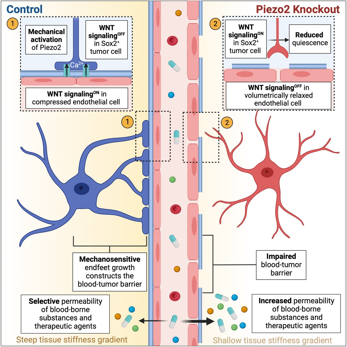 Excited to share our paper “Mechanosensitive brain tumor cells construct blood-tumor barrier to mask chemosensitivity” just published <a href="/NeuroCellPress/">Neuron</a>. This is a product of 7-years of work led by the very talented <a href="/stephenxin1234/">Xin Chen</a>, Ali Momin, and @zokygwong.