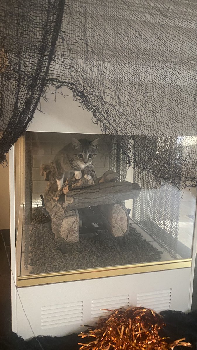 Swishergirl24's tweet photo. Serious question. How do you get a cat out of the gas fireplace? https://t.co/jHmKtcXc5p