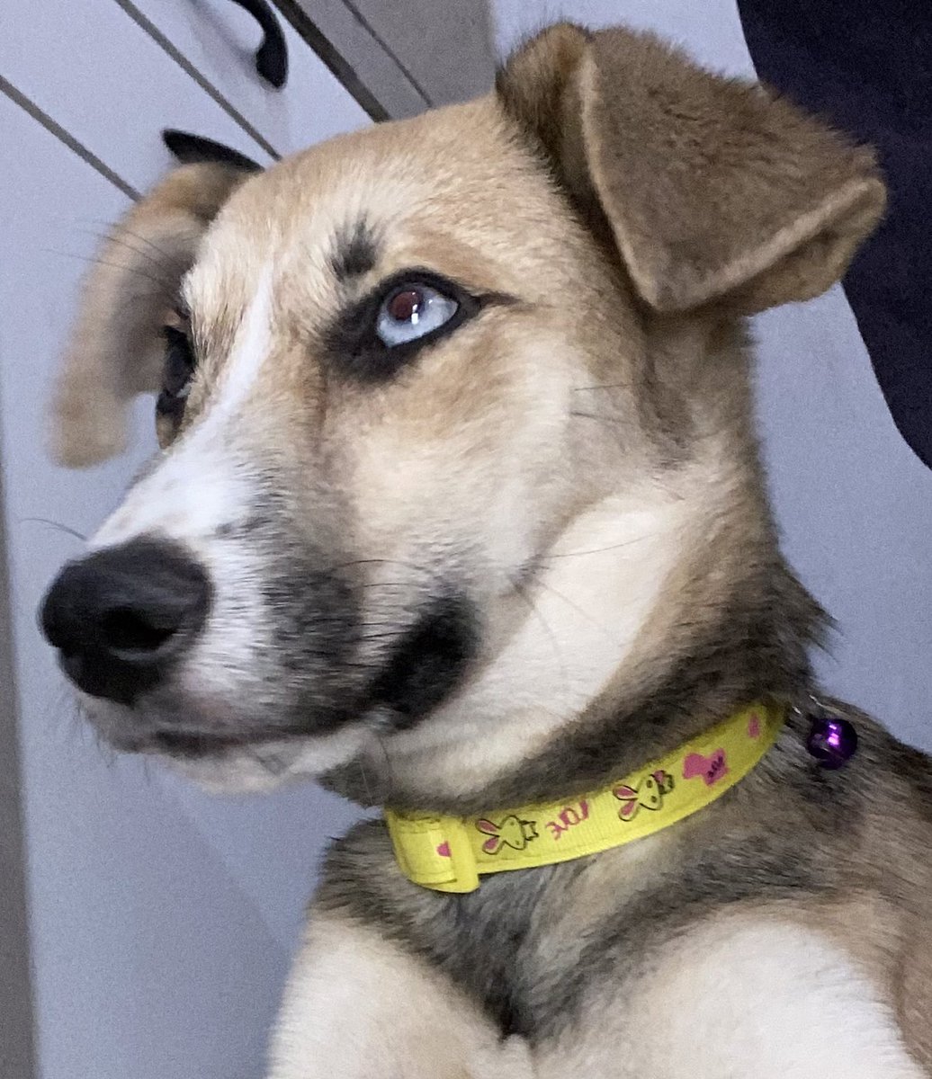 gaapineda's tweet photo. Holiis todavía no tengo casita segura😢 me están haciendo estudios para confirmar que no tenga nada porque o sino, no me adoptarán😞  ayúdenme con un RT para llegar a quien me ame y cuide sin ninguna condición😭 https://t.co/Jz9g5xekmy