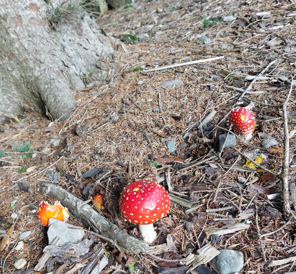 cassieodea's tweet photo. Working outside today, taking shelter from the horizontal rain under some friendly trees, and what should I find?
Just a little bit of wonderland 
#wildlife #magic https://t.co/XaeyFDa3C0