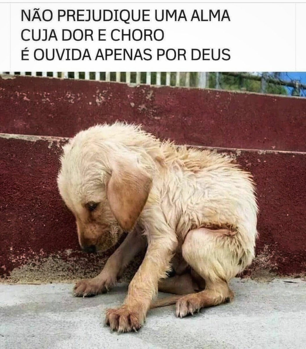 rayavatara's tweet photo. Ame, cuide, proteja e respeite os animais. #adotenaocompre https://t.co/gyUYMrn0N6