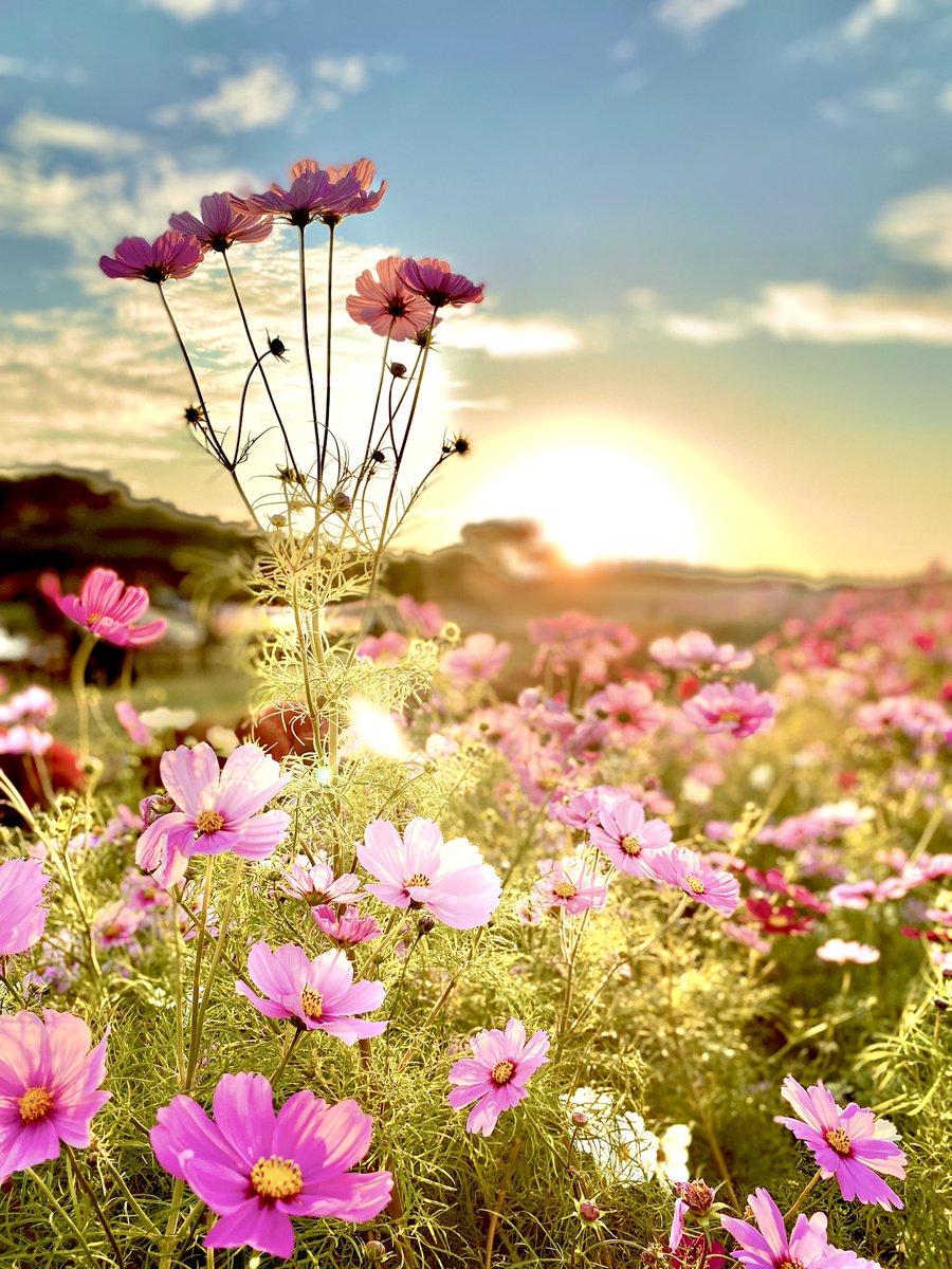 monpenchan333's tweet photo. ｵﾊﾖｳｺﾞｻﾞｲﾏｽ❀( ⸝⸝•ᴗ•⸝⸝ )

#花 #空 https://t.co/ooNdusZXo1