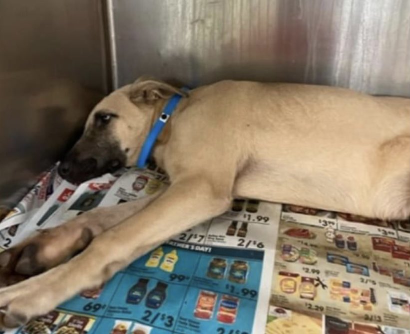 reddogsusie's tweet photo. #TN #MEMPHIS
💥FINAL PLEA💥Cooper 6mo youngster-very scared, fearful &amp; shutdown. How sad to see such a young pup so sad &amp; miserable-has zero help🆘MUST EXIT 11/3 TO AVOID EUTH FRIDAY 11/4🆘Pls help before its too late😑🙏🏻 #RESCUE #PLEDGE #FOSTER #MASA18182
https://t.co/o4RyCMKhxd https://t.co/WYdsm2Bcba