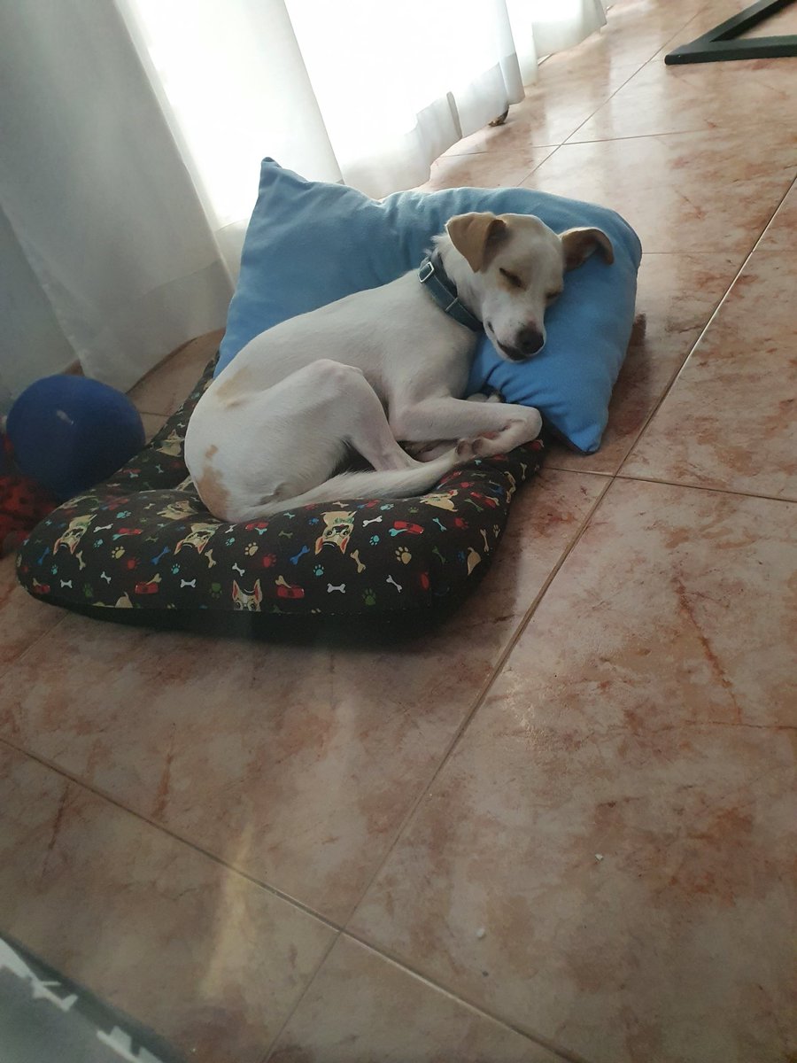 audrey07092026's tweet photo. Después de un puente... todo el día para aquí y para allá y hoy no hay perro...#baki #bakielperruno #agotado #mascotas #animales #micanino #Bodeguero #milleches #FelizMiercoles #mibebeperruno https://t.co/AooOyv53ma