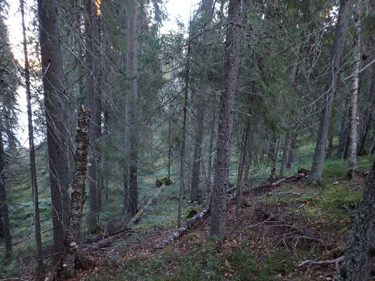 Suomussalmi, ja sitä myötä Kainuu alkaa olla melkein läpikäyty. Hienon kartoituspäivän kauniissa Korkealaisensärkän harjumetsissä kruunasi iltahämärässä rantakoivikossa yllättäen kartoittajaa ihmettelemään lennähtänyt valkoselkätikka. /Joni-Matti