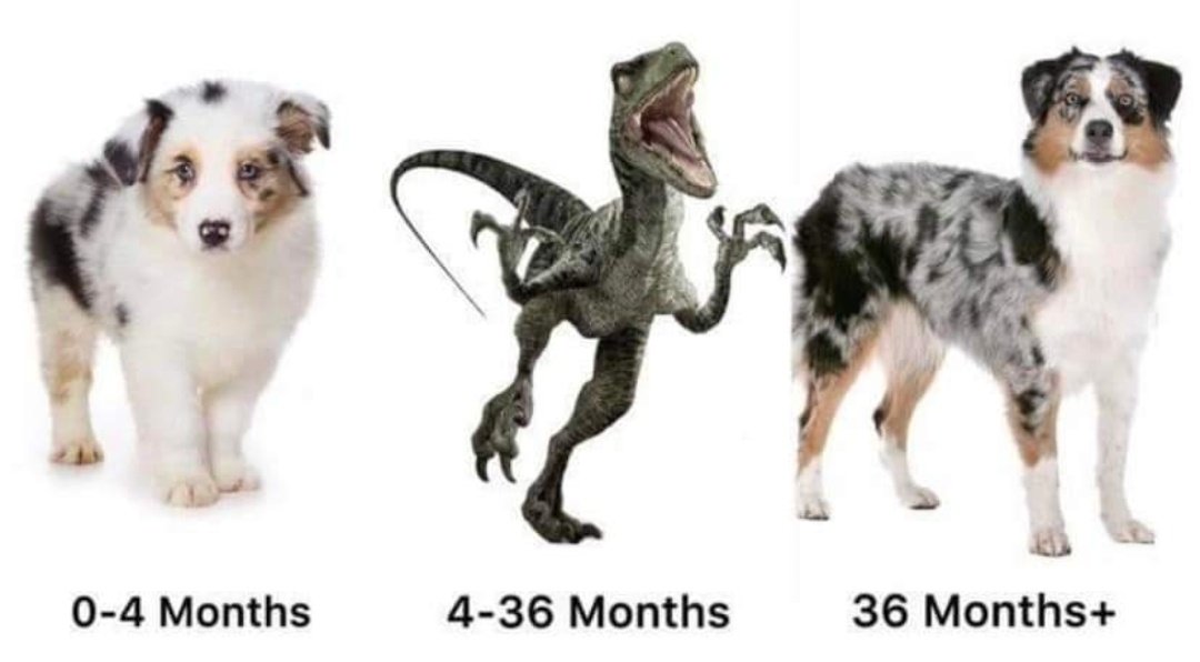 So true as the mom of a 10 week old #austrailianshepherd