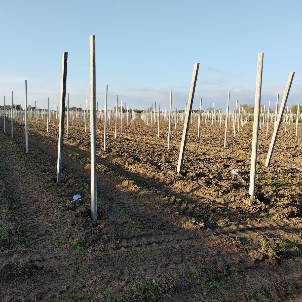 Nieuwe betonpalen staan er in!! Voor Xenia peer aanplant. #hollandsfruit #xeniapeer <a href="/XeniapearEU/">Xenia pear</a>