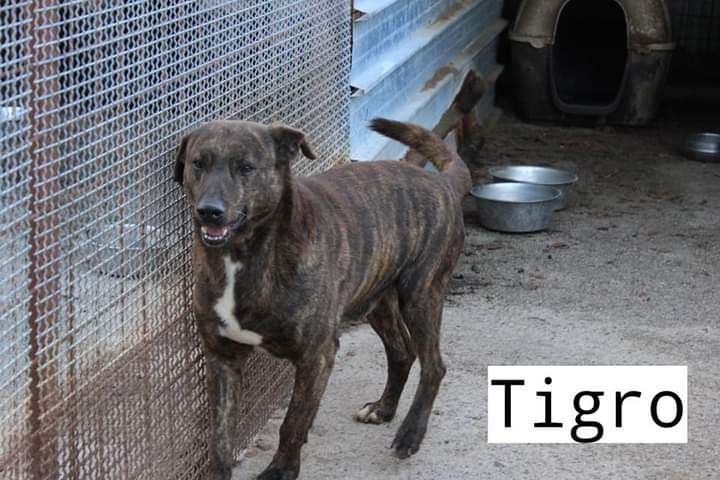 francycognato's tweet photo. TIGRO oggi ci ha lasciati
Aveva 16 anni,Francesca lo aveva tolto da un canile lager tanti anni fa con altri 21 cani
10 giorni fa era mancata la sua compagna di box Noel..Adesso l'ha raggiunta.
Quanti anziani se ne stanno andando
A noi resta un macigno sul cuore e tante lacrime💔 https://t.co/S0Gox4Odxd