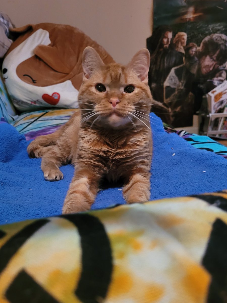 lynnslagle42's tweet photo. A couple more from last night. I passed out and forgot to post these. These are some of the best ones of Louie. Such a difference from when he 1st came home back in April. He's looking all grown up ๐ญ #cerebellarhypoplasia #chlove #wobblykitty #chkitty #growingsofast #handsome https://t.co/PC6pYfZfv8