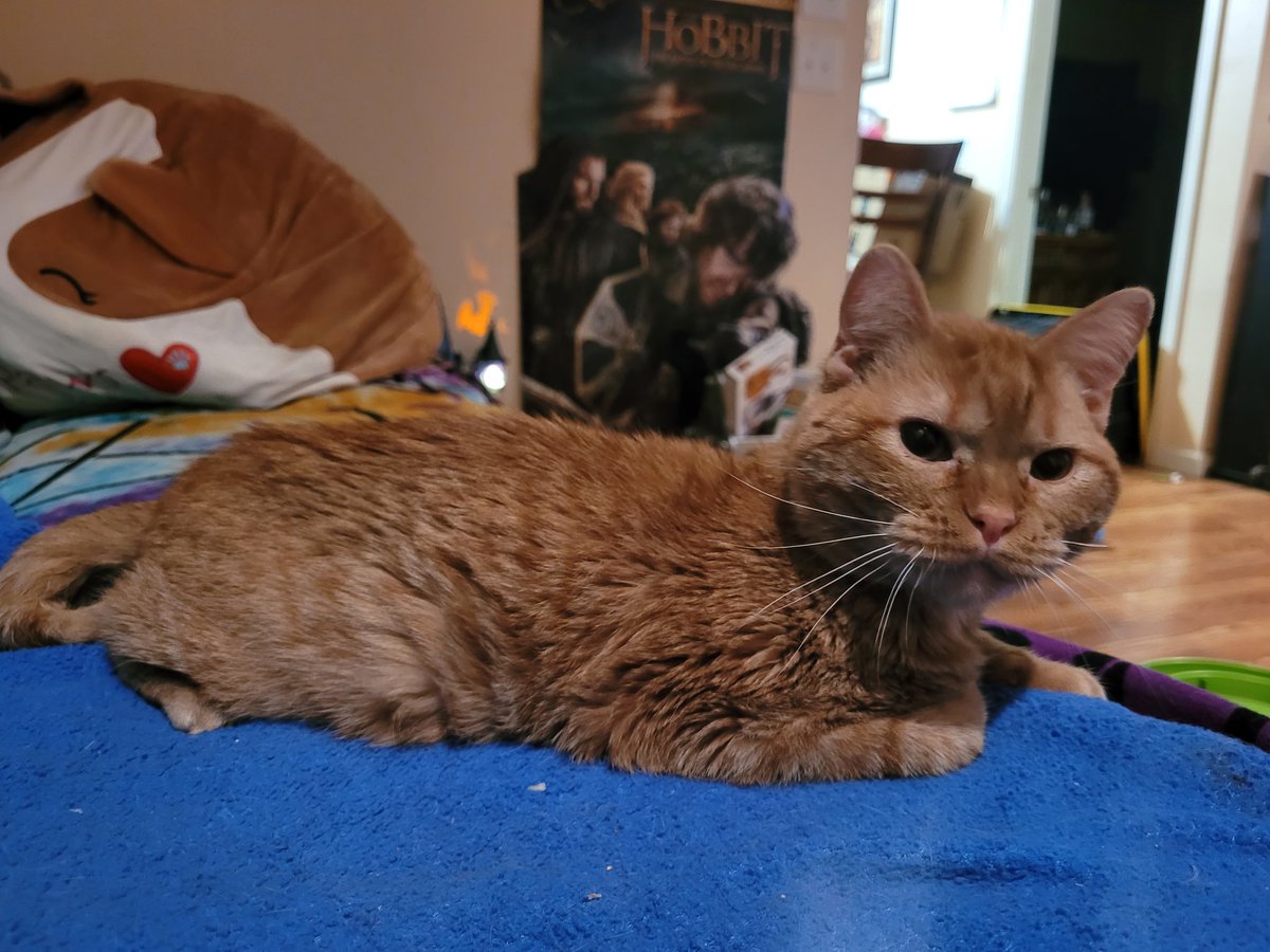 lynnslagle42's tweet photo. A couple more from last night. I passed out and forgot to post these. These are some of the best ones of Louie. Such a difference from when he 1st came home back in April. He's looking all grown up ๐ญ #cerebellarhypoplasia #chlove #wobblykitty #chkitty #growingsofast #handsome https://t.co/PC6pYfZfv8