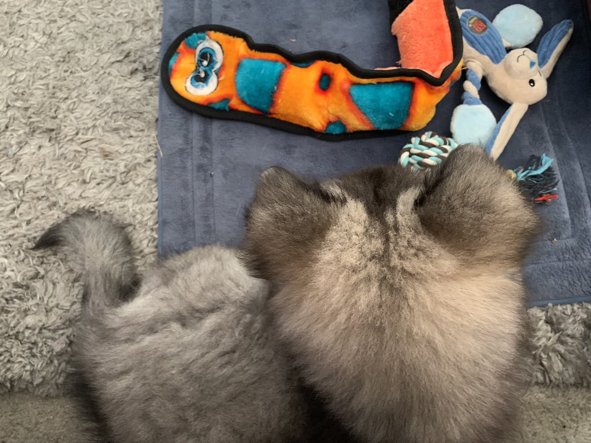 I know now Rook truly is part of the family. I turned on TUWOMT and he’s watching it with rapt attention.