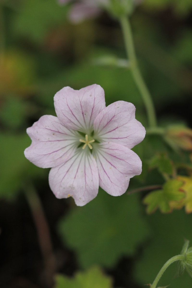 #Cranesbill ‘Patricia’ and ‘Dreamland’. #Geranium #GardeningTwitter