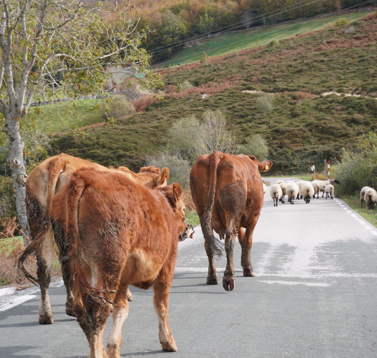 Daviddcoba's tweet photo. Noviembre en Las Machorras (Burgos).  Septuagenario bajando el ganado de los altos pastos del puerto de las Estacas de Trueba al valle en un microcoche aixam. https://t.co/HwiY4zeamT