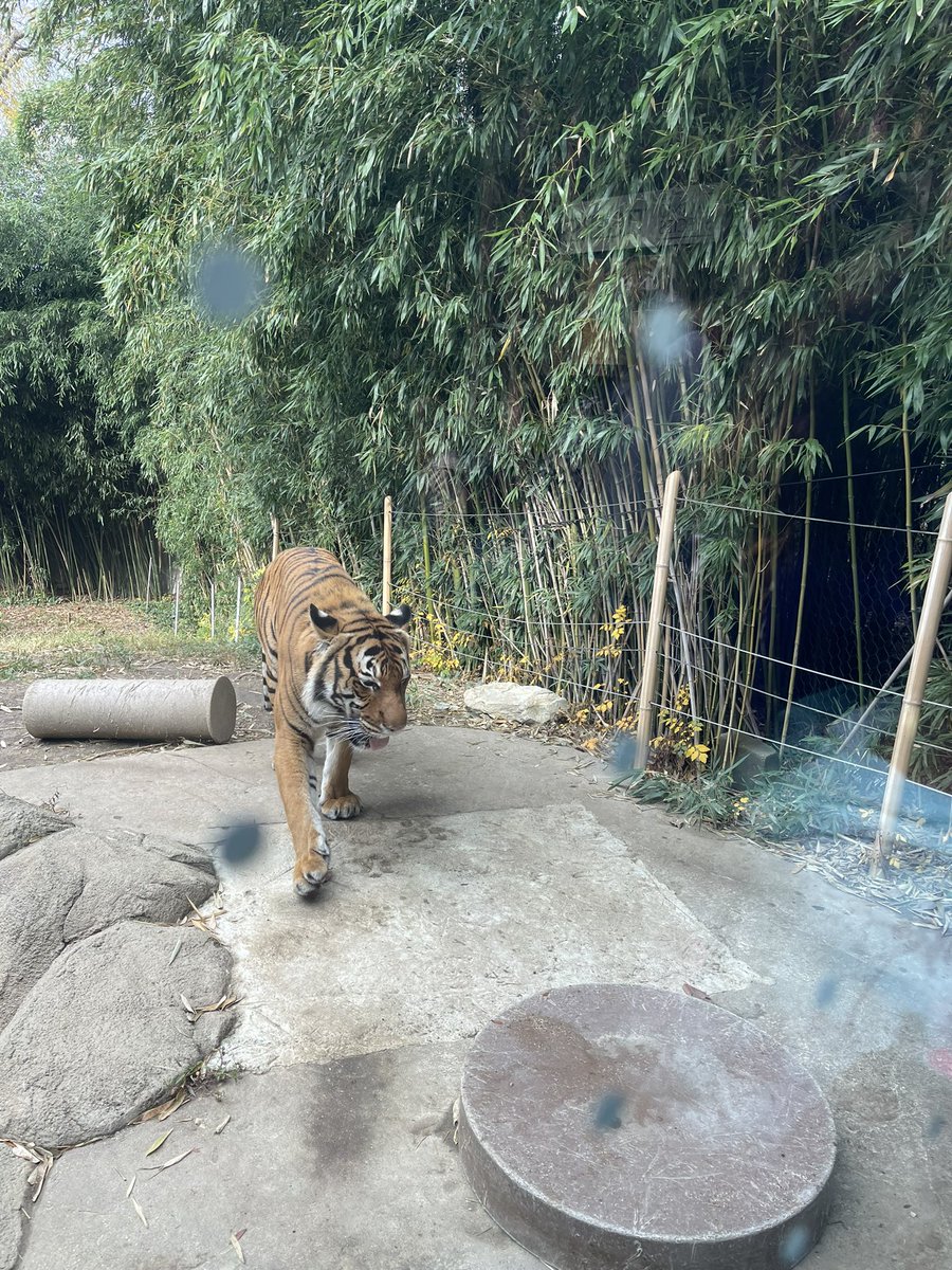3rd grade field trip to the <a href="/CincinnatiZoo/">Cincinnati Zoo</a> was so much fun!!! 🐅🐆🦓🦍🐘🦛🦏🦒 <a href="/Wildwood_Tweets/">Wildwood Elementary</a>
