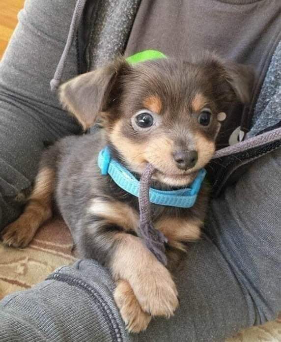 Dalbodog's tweet photo. I was just adopted, don't scroll without say hello to me 👋🏻 🥰 https://t.co/yVFV4V81Qb