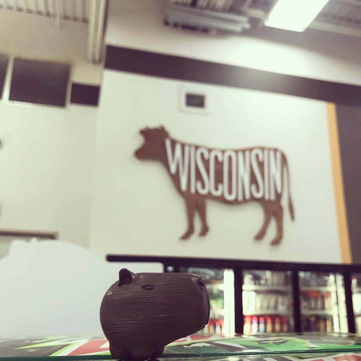 CapySkull's tweet image. Wisconsin, Land of cows and good cheese 🧀 #capybara #capibara #teapet