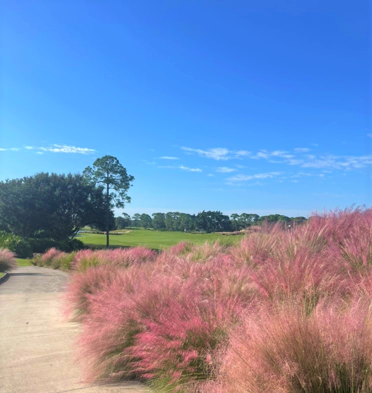 PGAVillage's tweet photo. Our Florida Native, Muhly Grass, still thinks its October putting on a show over here 😍@PGAVillage
@gsaatv
@FGCSA
@gcsaa
#floridanativegrass #versatilegrass #rockstarsuplerplant #ornamentalgrass #floridagolf
#pgagolfclubagronomy #pgagc🌞🌴⛳️🏌️🏌🏻
📸: @ClayCGCS https://t.co/6eGnTbDFHU