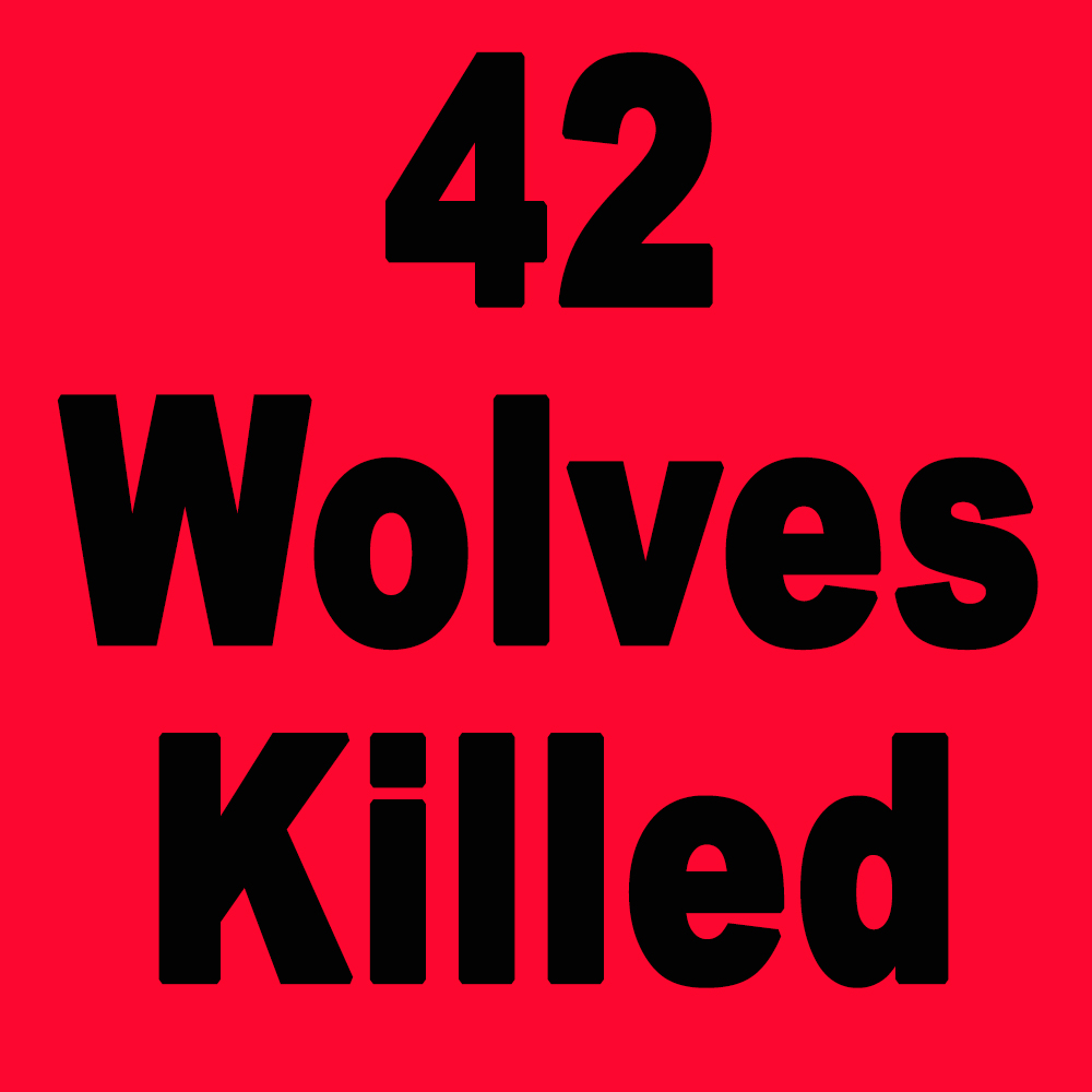 WolvesOfRockies's tweet photo. One more Montana wolf killed yesterday. As of November 2, 2022, Montana has killed 42 wolves. This doesn't include poaching and other human-caused mortality. #StopTheSlaughter #wolvesoftherockies #takebackourwildlife #mtfwp #yellowstonenationalpark https://t.co/dIsTNK8DPf