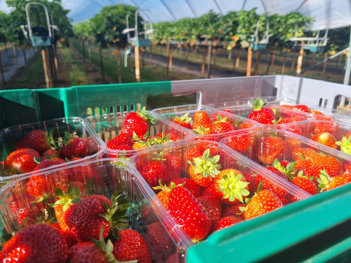 Dan Hawes tweet media