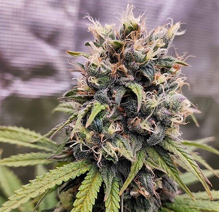 Critical Cherry 🍒 Mass 💯