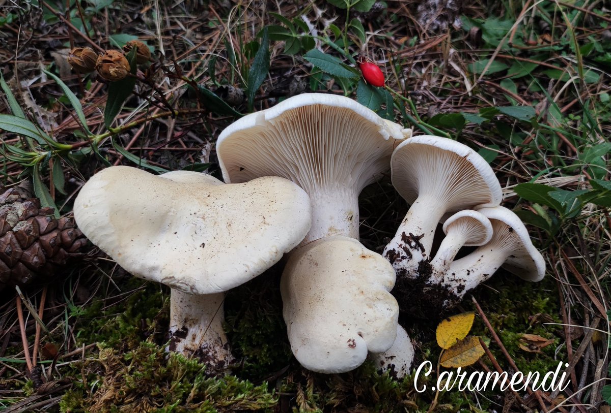 Aramendi_'s tweet photo. 💥Leucopaxillus paradoxus

Carpóforo robusto. Cutícula seca, amarillea ligeramente y margen enrollado. Láminas apretadas y decurrentes. Carne blanca y de sabor tardío amargo. En bosque de pino y jara. https://t.co/8aVXQcyx44