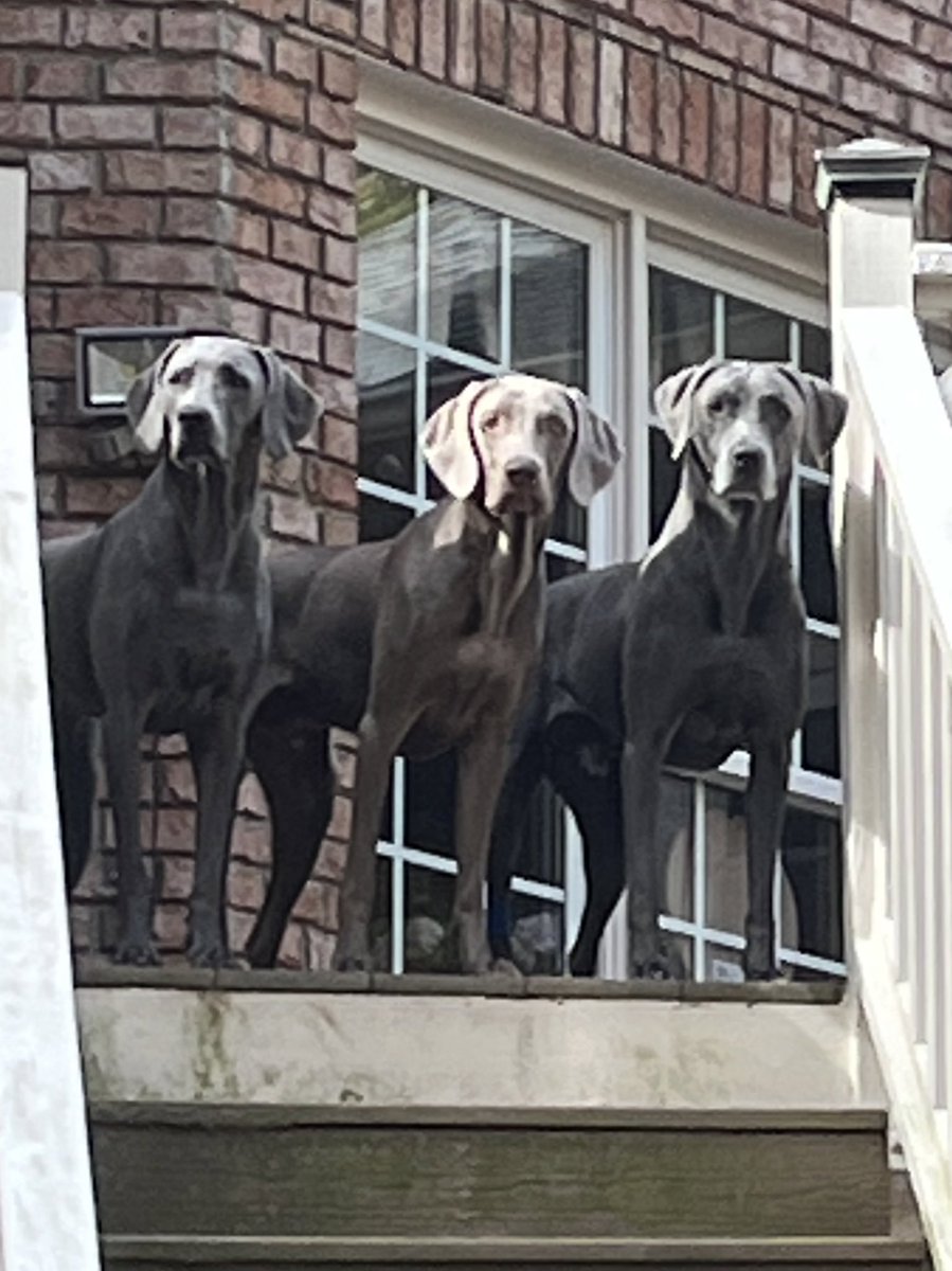 trayraymc's tweet photo. Because who doesnโt need a pic of Our Three Weims today? Penny-5, Rigby-1, Lennon-6 (l to r) #weimeraners #weims #doggos @dog_rates https://t.co/hL7V2NSgLB