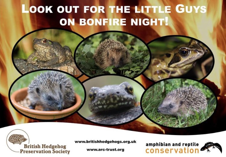 If you're having a bonfire remember hedgehogs and other wildlife. 🔥 Provide alternative safe hiding places. 🔥Don’t build a bonfire until the day it’ll be lit. 🔥Check any pre-built bonfires before lighting. 🔥Light from one side to allow an escape route.