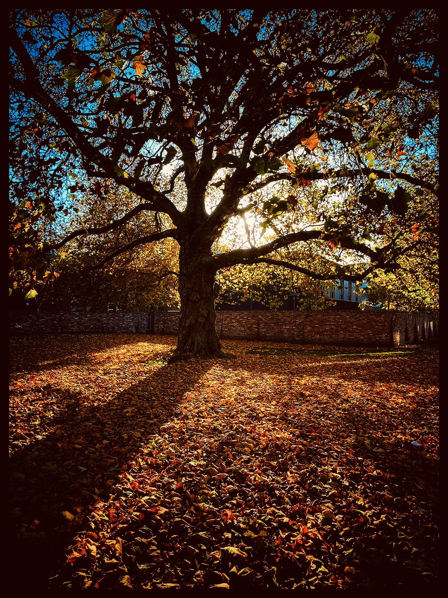 Autumn #nature #NaturePhotography #photography #photo #photooftheday #photographer #photographers #trees #sunset #hitphotographyNL