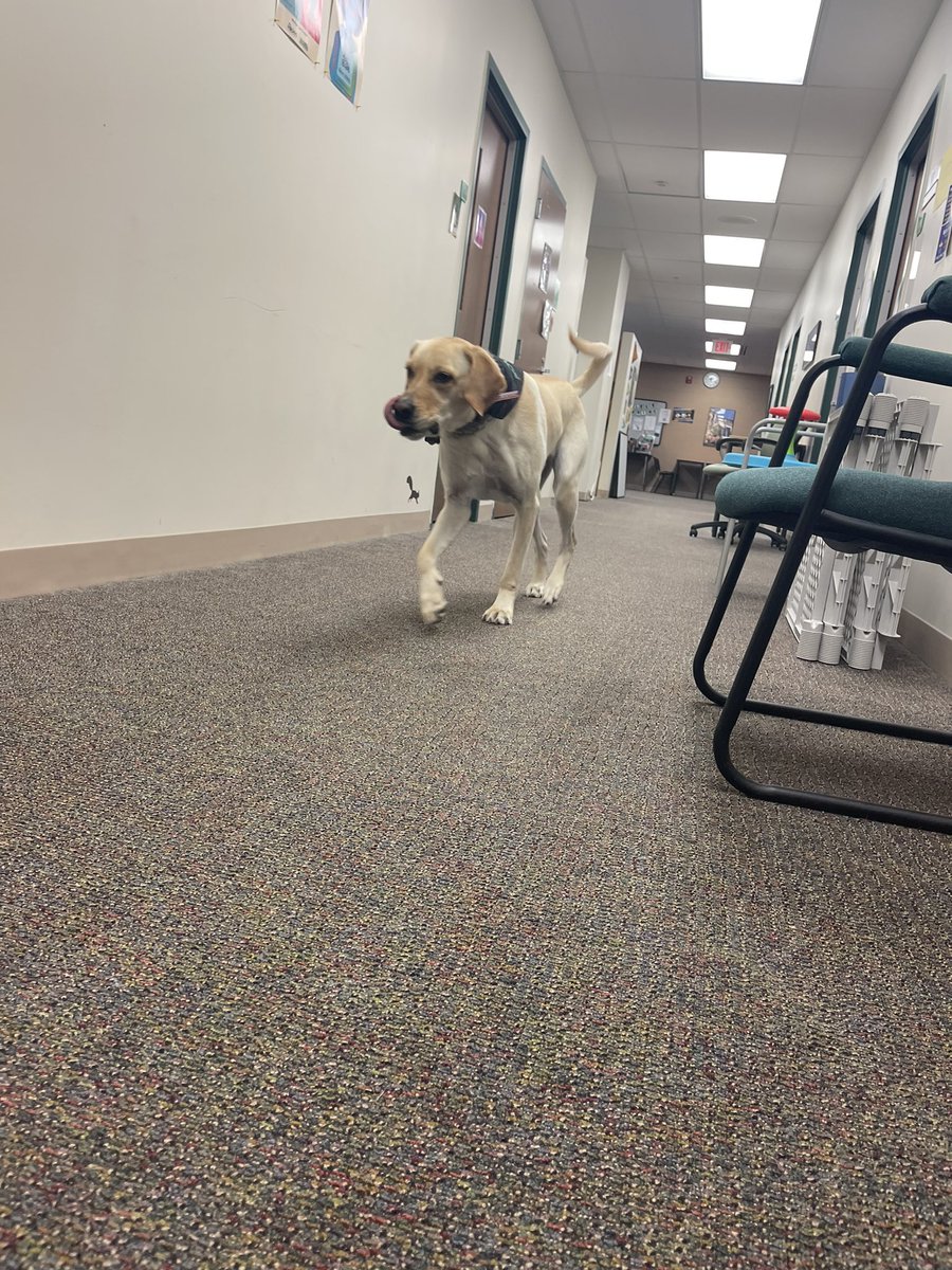 National Stress Awareness Day was spent with one of my favorite stress reducers, Daisy 💚 <a href="/NCSDTherapyDogs/">NCSD Therapy Dogs 🧩🦮💚</a> <a href="/NoviHighSchool/">Novi High School</a> #NoviPride