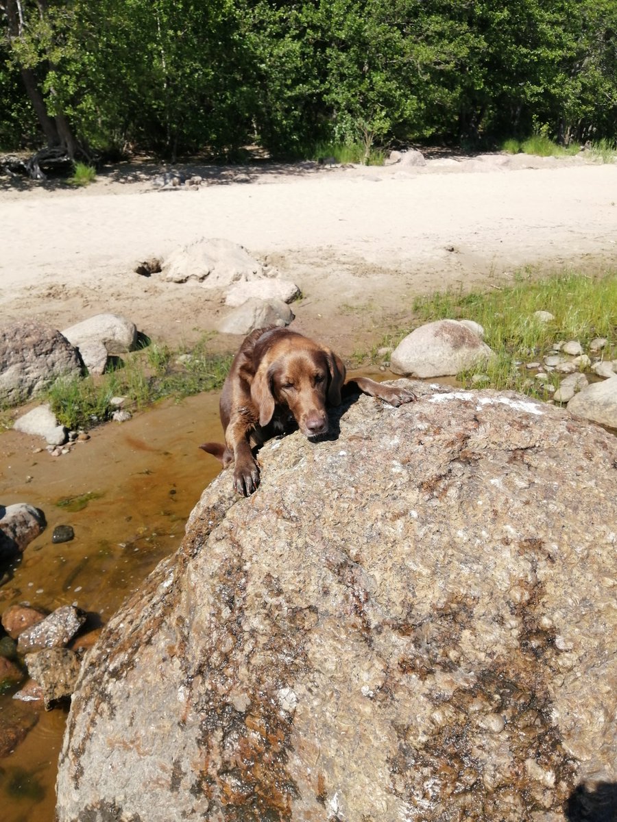 What a big stone. Jessie. 
@VictoriaArt09
Instagram.com/catsand1dog and t.me/cutecatsanddog

#DogLover #DogsOnTwitter #DOGSOUTFORDREAM #DogsOnTwitter #dogsofinstagram #dogs #dogstagram #adventure #adventuregame #WalkingWithNature #walking #walkthrough #photo #naturelovers #art