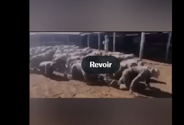 Antoine 🇫🇷 on Twitter: "@wartranslated whut https://t.co/XYANwRLSJY