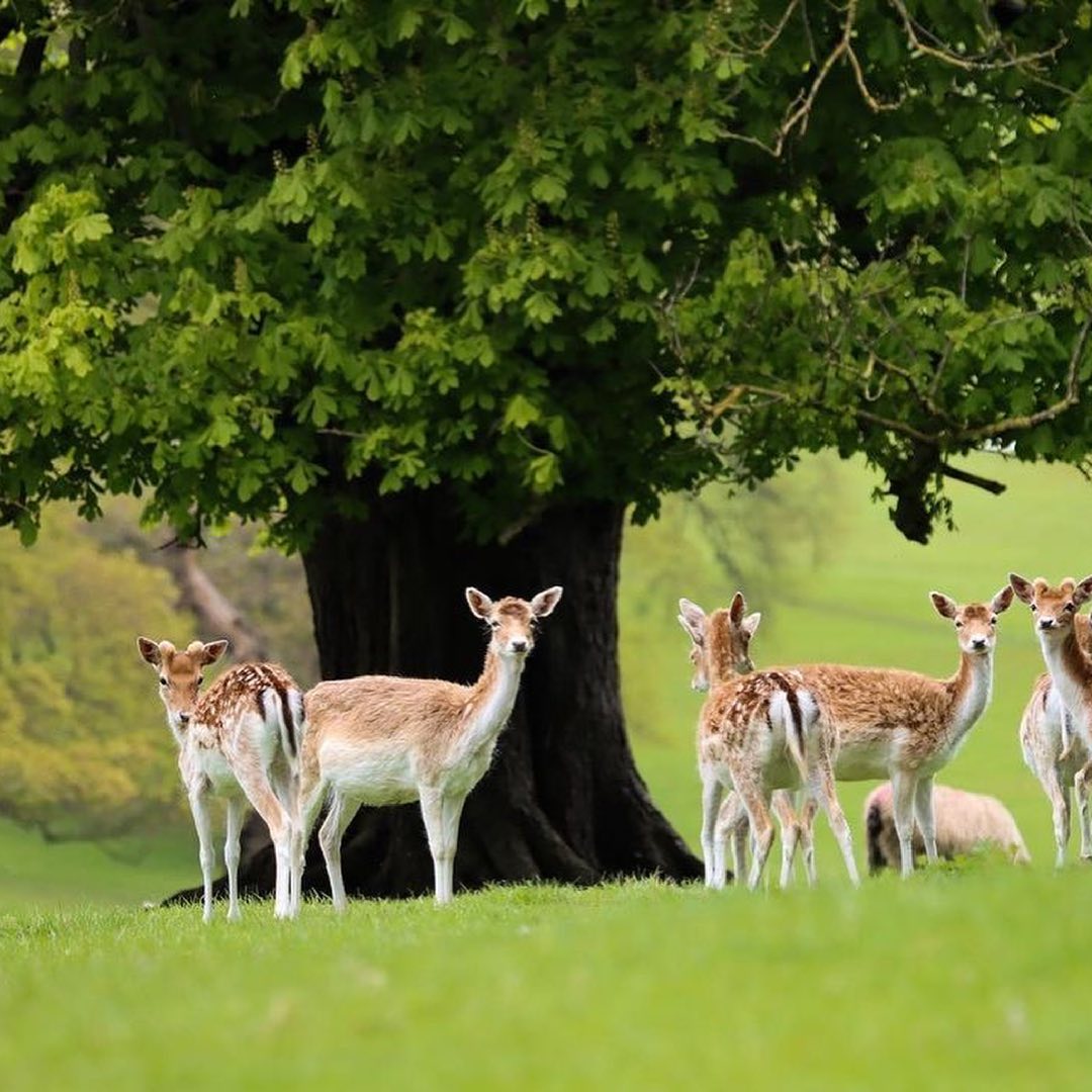 Red and fallow deer roam around Chatsworth. They're fairly common these days, but are still jaw-droppingly beautiful. 📸: peak_photography loom.ly/ZhujMQ4 #Chatsworth #Staycation #HolidayCottage #PeakDistrict