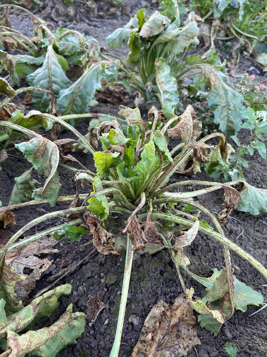 Jeffrey Mul tweet media