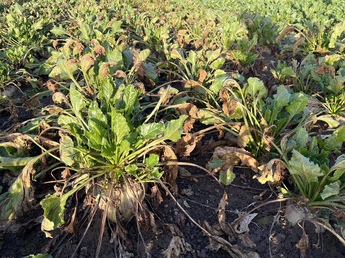 Jeffrey Mul tweet media