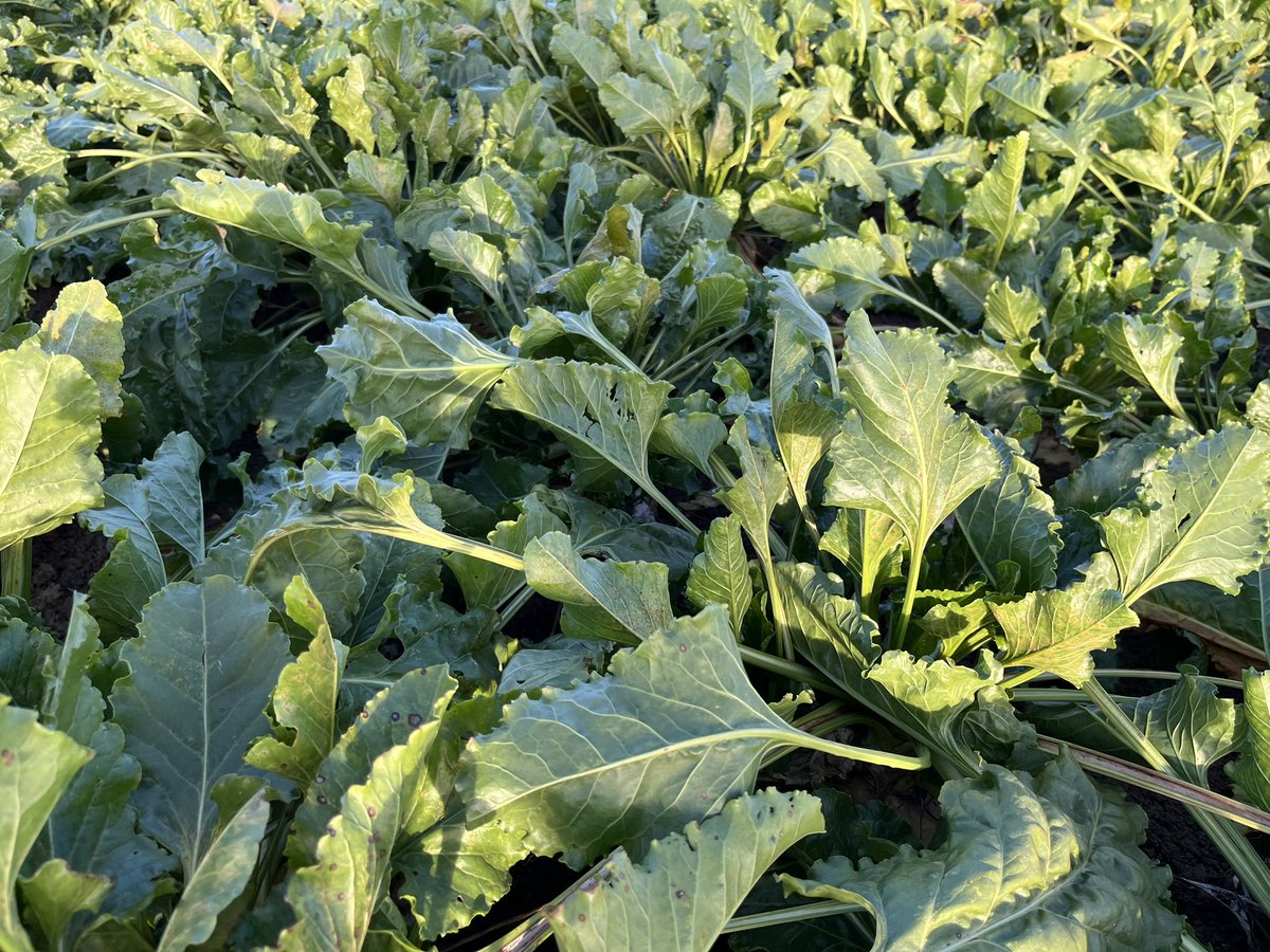 Jeffrey Mul tweet media