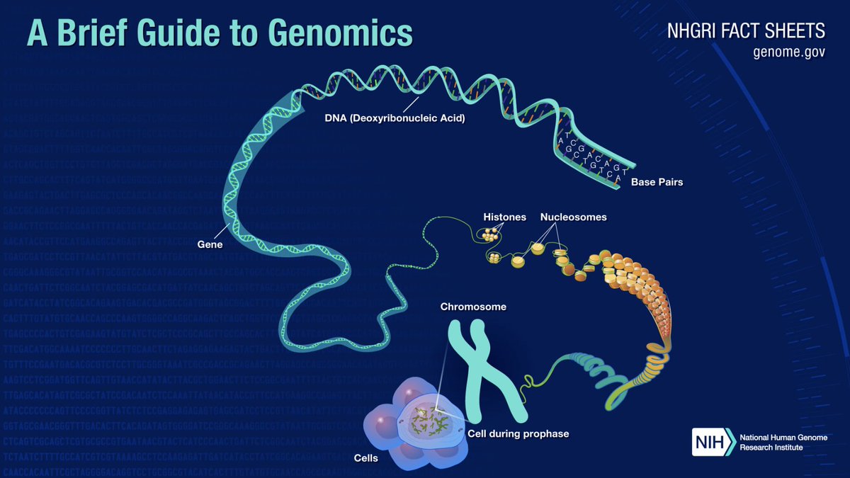 Eric Green (@nhgri_director) on Twitter photo Whether you want to bring genomics into your classroom or are just curious about genomics, <a href="/genome_gov/">National Human Genome Research Institute</a> can help. I may be biased, but we cover lots of fascinating genomics topics in our fact sheets! genome.gov/about-genomics… Whether you want to bring genomics into your classroom or are just curious about genomics, <a href="/genome_gov/">National Human Genome Research Institute</a> can help. I may be biased, but we cover lots of fascinating genomics topics in our fact sheets! genome.gov/about-genomics…