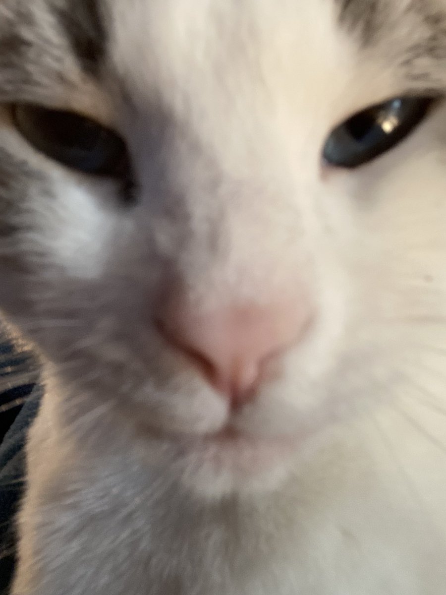 possum_cat's tweet photo. @catsnkittys George Jones 🐾 https://t.co/A2C503Hzl2