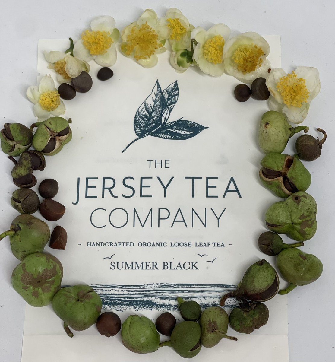 TheJsyTeaCoLtd's tweet photo. It is that time of year again when the plants are producing nuts and flowers. This will be our third year of propagating from nuts. Any top tips from fellow tea farmers how to propagate organically? #jerseytea #teafarmers #teanuts #tea #tealearning #propagation #jersey #organic https://t.co/0kVyreiKuu