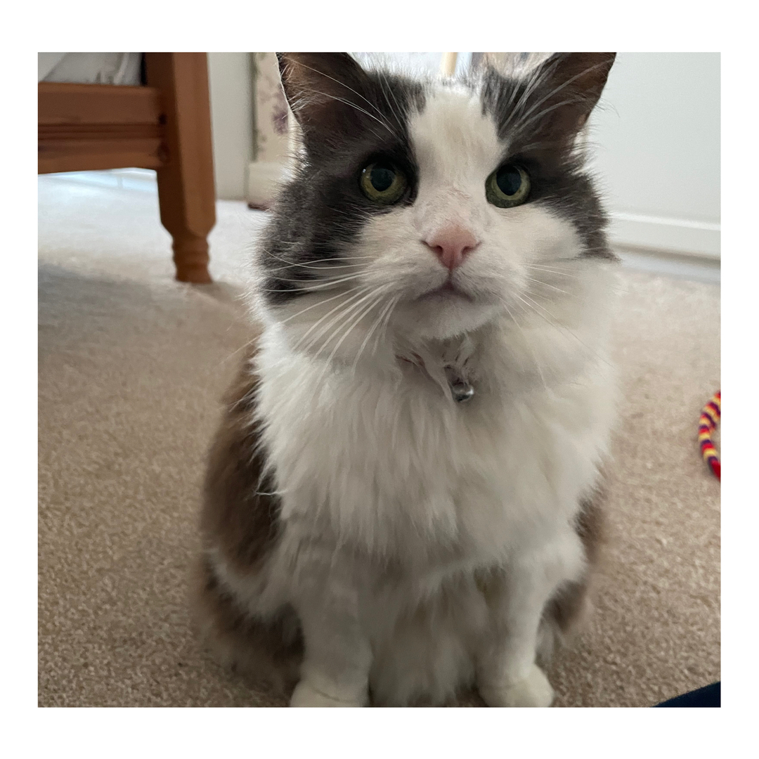 TheCatSitCo's tweet photo. Zingy 😽
 -
-
-
-
-
-
-
#thecatsitcompany #cats #meow #liverpoolpetsitters #catsofinstagram #catsofliverpool #liverpool #manchester #wirral #warrington #chester #catsitters #catlovers #cutecats #instacat #petstagram #icatcarecatoftheweek #london #merseyside #kittens #britishcat https://t.co/V2xLI6FJjB
