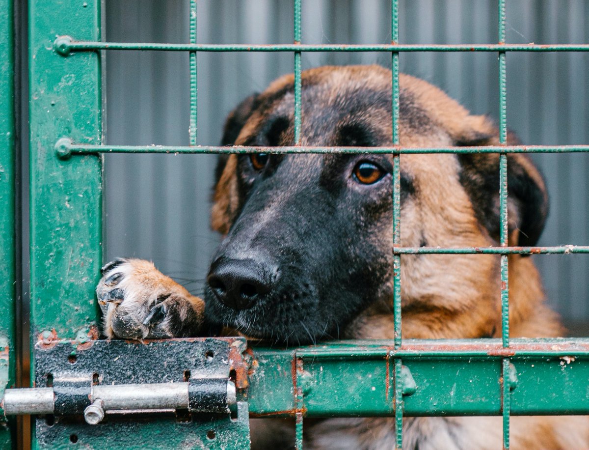 I was proud to secure $50,000 in state funding to help the Lawrence County Humane Society move forward with a project for the larger facility it needs. The grant will fund essential start-up work.
pahouse.com/Sainato/InTheN…