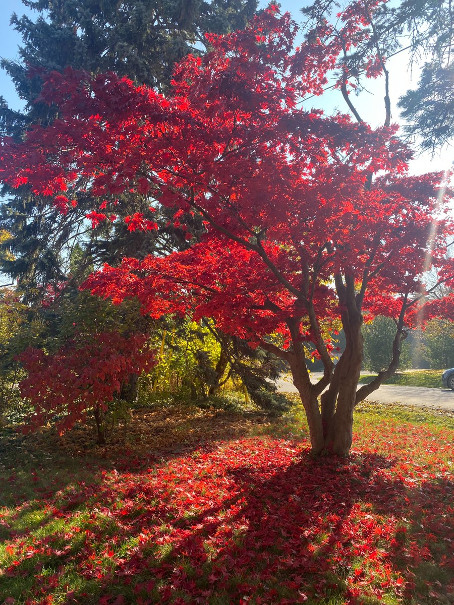 HDSBMath's tweet photo. 🍁🌿🍂 Fall appreciation post! Just taking a moment to appreciate this beauty. We couldn't help but see some math! How many leaves do you estimate are on the ground? What do you notice about the leaf? What other math connections can you make when you step outside this week? https://t.co/jRNcOnwsIF