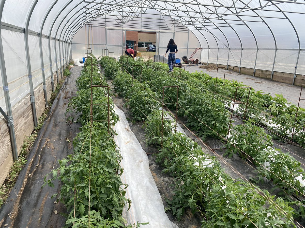 It’s November and we are growing tomatoes and green beans.  <a href="/WatsonBwatson/">Bruce Watson</a>