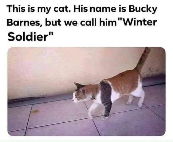 WholesomeMeme's tweet photo. https://t.co/20K3Iqu9VA