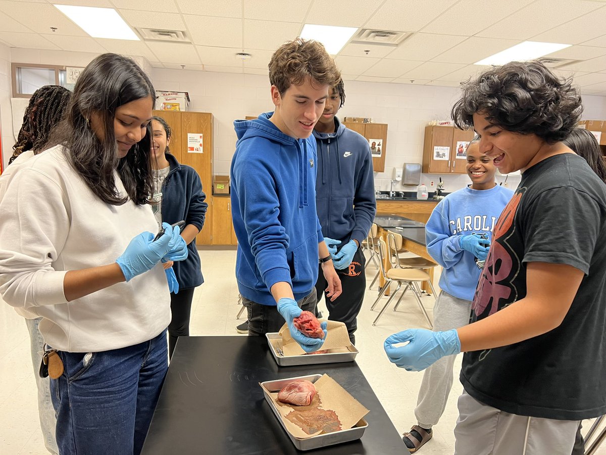 IB Biology seniors examined sheep hearts as an introduction to their unit on the cardiovascular system! #handsonscience