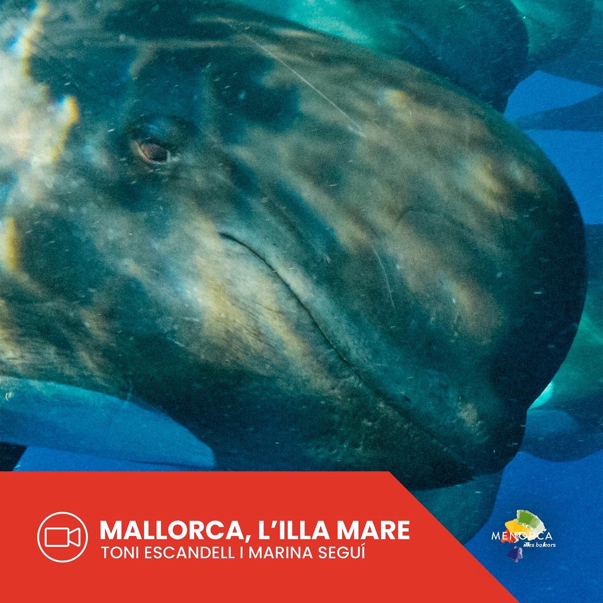 Menorca Doc Fest tweet media