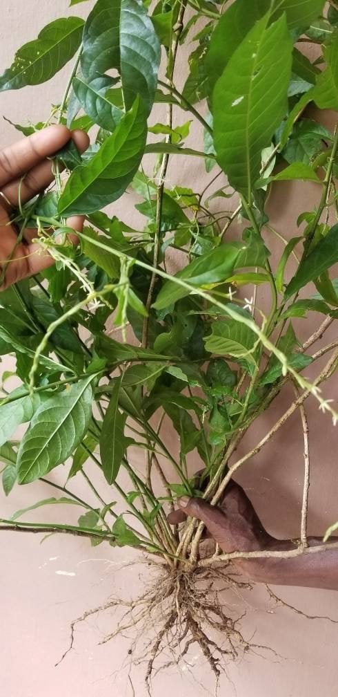 AjiSg1's tweet photo. Excited to share the latest addition to my #etsy shop: Jamaican Guinea Hen Weed Powder (Petiveria Alliacea, Gully Root,Garlic Weed) Wildcrafted 100% Organic Dr. Sebi Reccomended. https://t.co/ItFibSHJ5t https://t.co/EuSRUs5479