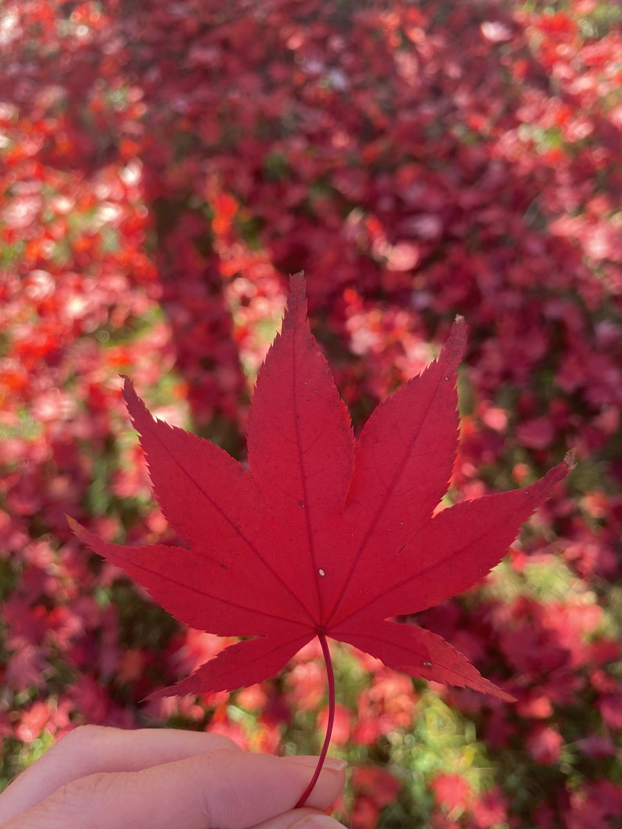 🍁🌿🍂 Fall appreciation post! Just taking a moment to appreciate this beauty. We couldn't help but see some math! How many leaves do you estimate are on the ground? What do you notice about the leaf? What other math connections can you make when you step outside this week?